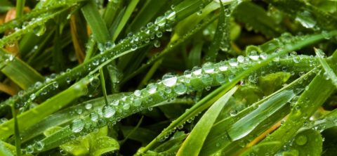 Perlas de lluvia
