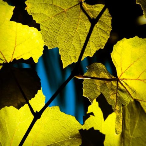 Vino la luz