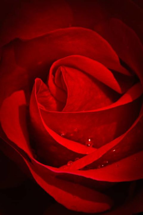 Rosa macro