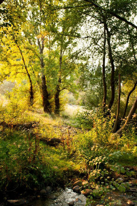 Bosque encantado
