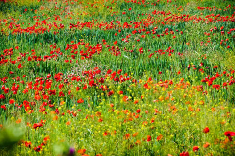 Amapolas
