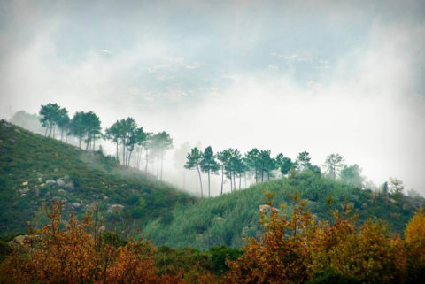 Niebla