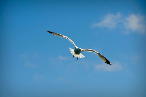 Gaviota
