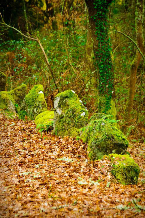 Bosque en otoño
