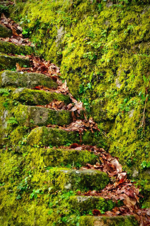 Escaleras con musgo