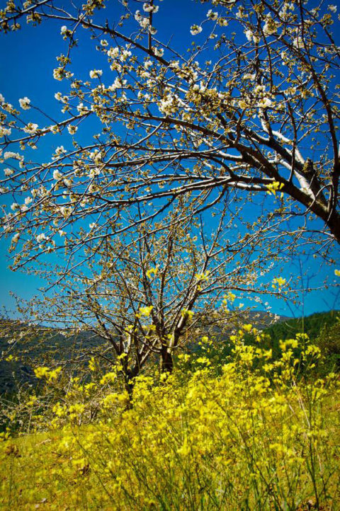 Árbol en primavera